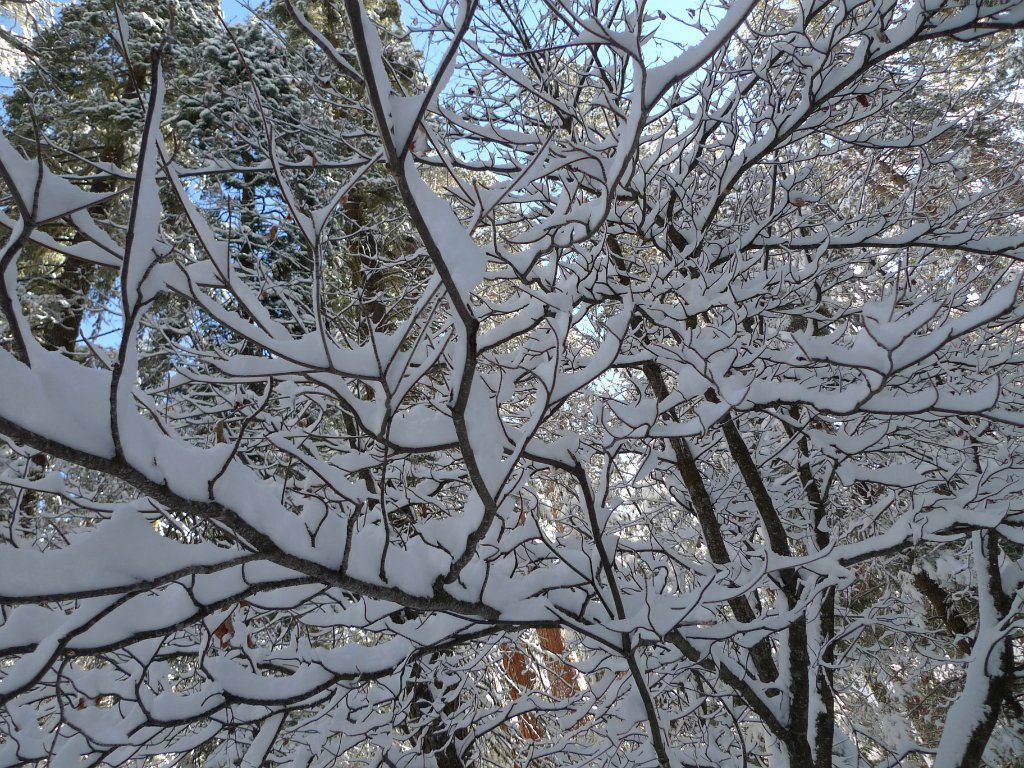 Christmas2010 229.JPG